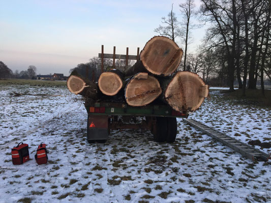 Räumung von Sturmschäden, Äste und Stämme werden sortiert.